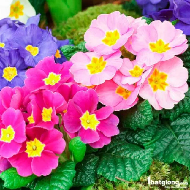 Chậu hoa đẹp anh thảo làm không gian thêm tươi sáng. Chậu hoa đẹp anh thảo làm không gian thêm tươi sáng.