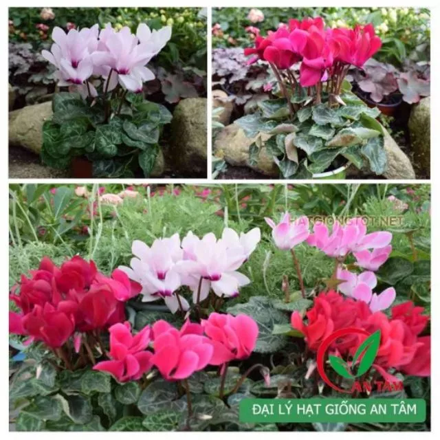 Chậu hoa đẹp anh thảo mang sắc màu dịu dàng, tinh tế. Chậu hoa đẹp anh thảo mang sắc màu dịu dàng, tinh tế.