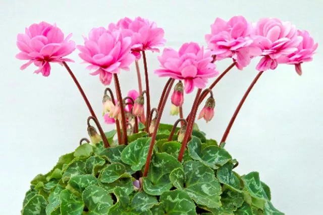 Chậu hoa đẹp anh thảo tạo cảm giác nhẹ nhàng, thư thái. Chậu hoa đẹp anh thảo tạo cảm giác nhẹ nhàng, thư thái.