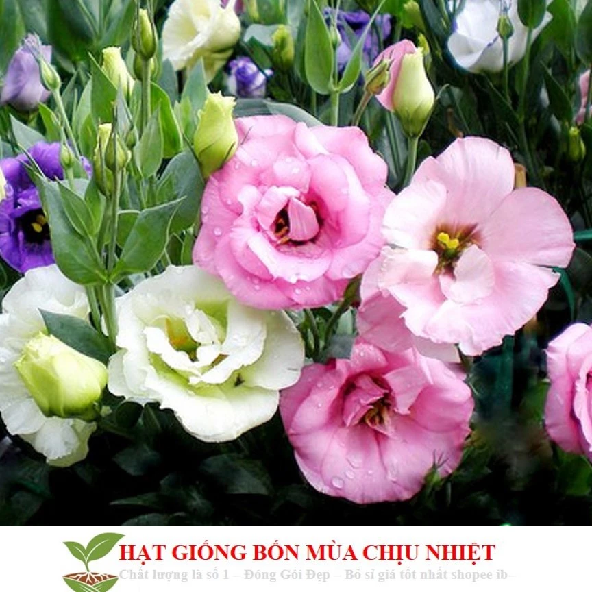 Chậu hoa đẹp cát tường mang ý nghĩa may mắn, giúp không gian sống thêm hài hòa và tươi mới. Chậu hoa đẹp cát tường mang ý nghĩa may mắn, giúp không gian sống thêm hài hòa và tươi mới.