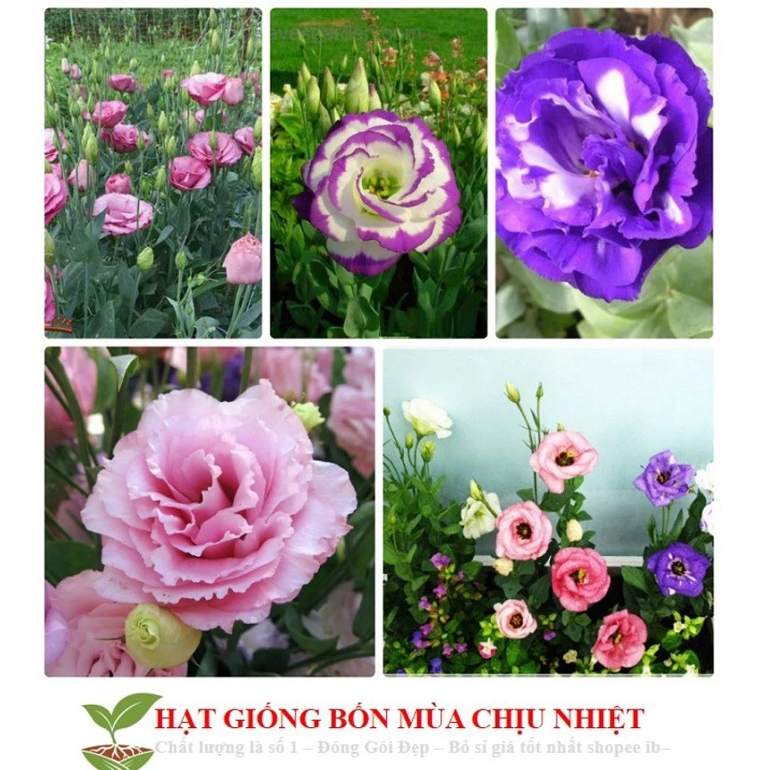 Chậu hoa đẹp cát tường với thiết kế tinh tế, thích hợp đặt trong nhà hoặc ban công. Chậu hoa đẹp cát tường với thiết kế tinh tế, thích hợp đặt trong nhà hoặc ban công.