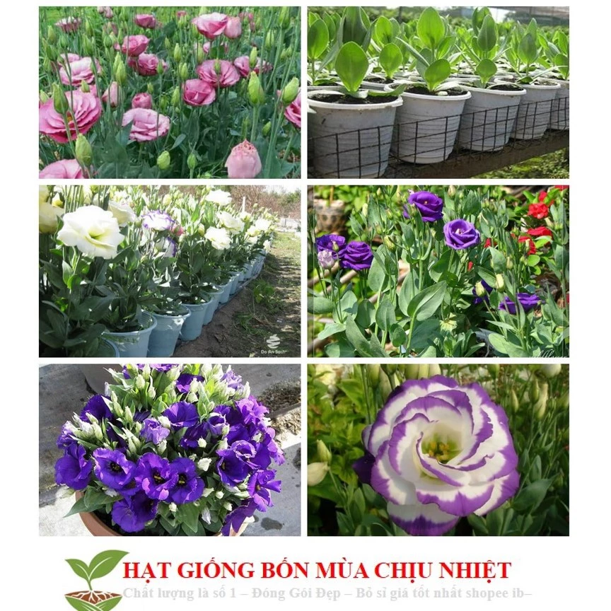 Trang trí bằng chậu hoa đẹp cát tường tạo cảm giác nhẹ nhàng, thư giãn mỗi ngày. Trang trí bằng chậu hoa đẹp cát tường tạo cảm giác nhẹ nhàng, thư giãn mỗi ngày.