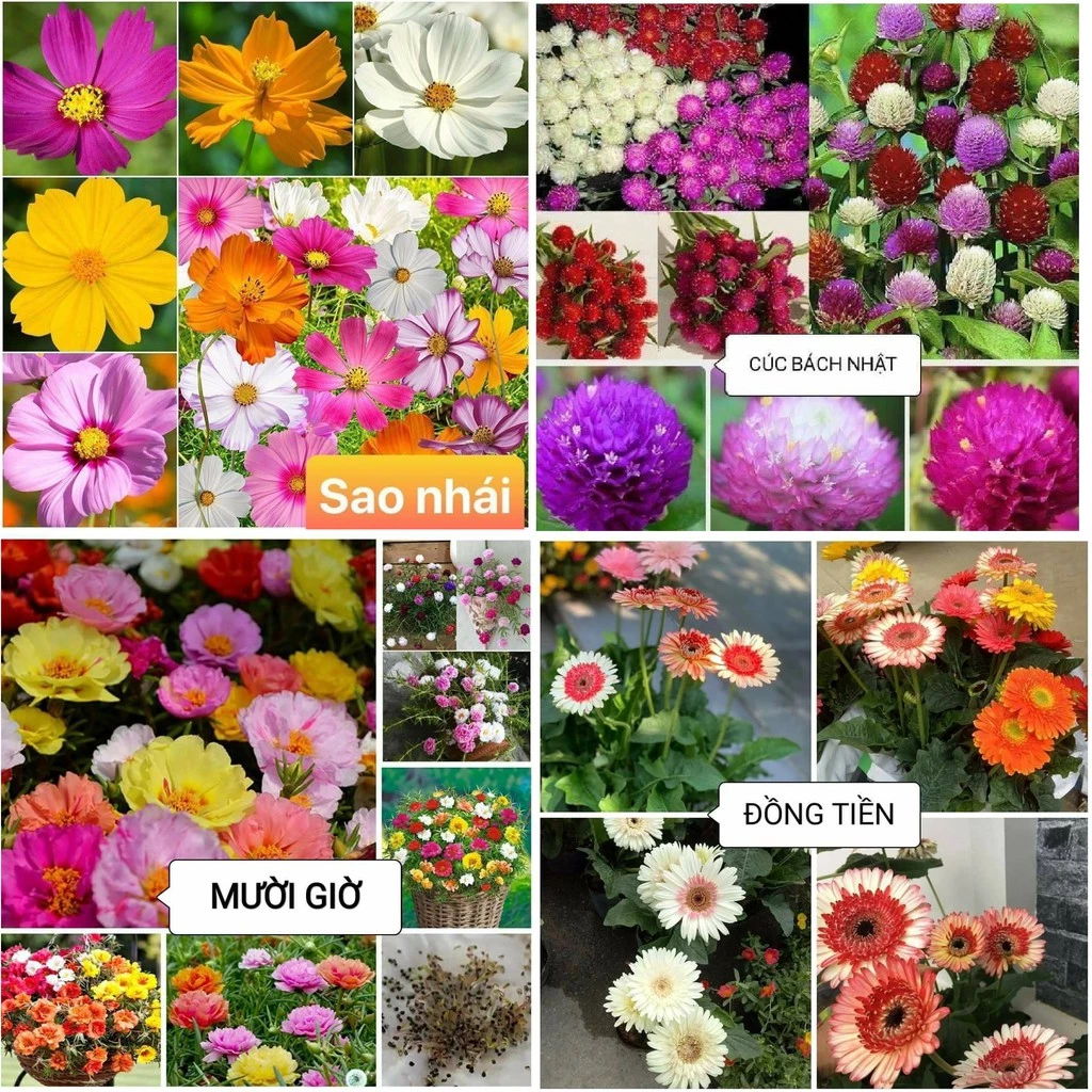 Chậu hoa đẹp giúp không gian sống trở nên tinh tế, hài hòa và đầy sức sống. Chậu hoa đẹp giúp không gian sống trở nên tinh tế, hài hòa và đầy sức sống.