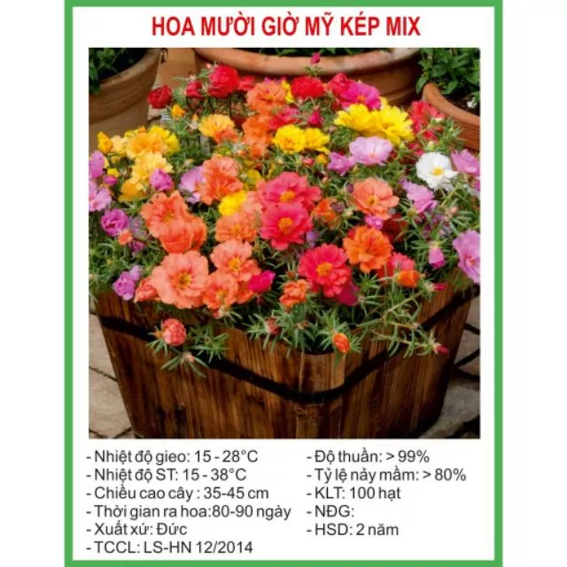 Lựa chọn chậu hoa đẹp phù hợp làm nổi bật cây cảnh và phong cách trang trí. Lựa chọn chậu hoa đẹp phù hợp làm nổi bật cây cảnh và phong cách trang trí.