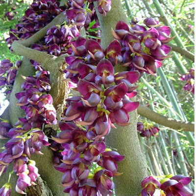 Cây huyết long: Loại cây có lá bé, dài màu xanh thẫm Cây huyết long: Loại cây có lá bé, dài màu xanh thẫm