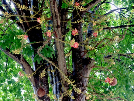 cây ngọc kỳ lân phát triển theo hướng ngang cây ngọc kỳ lân phát triển theo hướng ngang