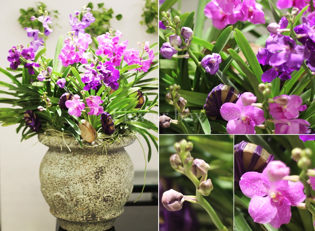 bạn có thể trồng trong các chậu hoa Greenbo bạn có thể trồng trong các chậu hoa Greenbo