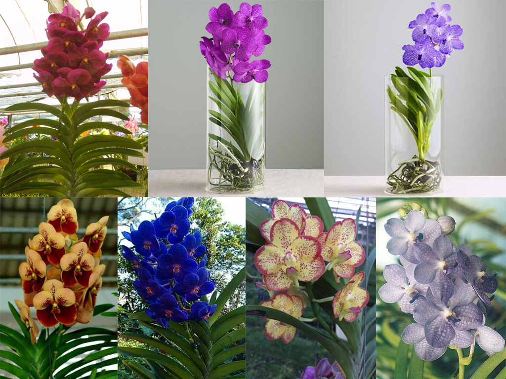 chậu hoa lan Vanda sặc sỡ sắc màu sẽ làm cho khung cửa sổ hay hành lang nhà bạn trở nên xinh xắn chậu hoa lan Vanda sặc sỡ sắc màu sẽ làm cho khung cửa sổ hay hành lang nhà bạn trở nên xinh xắn