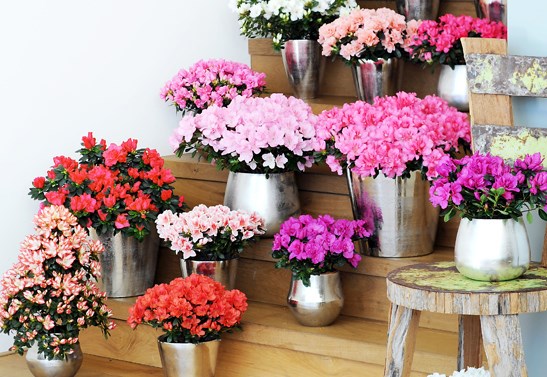 Cây đỗ quyên: Loại cây này cũng dễ sống, hoa lá nhiều và có gai Cây đỗ quyên: Loại cây này cũng dễ sống, hoa lá nhiều và có gai