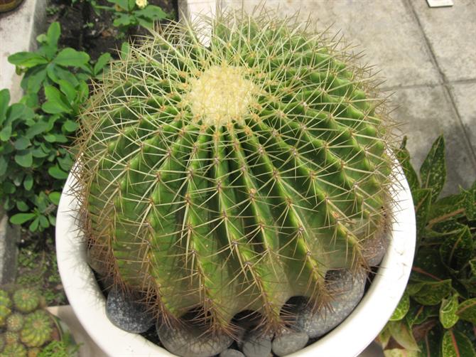 tiên nhân cầu là loại cây dễ sống, không cần tưới nước liên tục tiên nhân cầu là loại cây dễ sống, không cần tưới nước liên tục