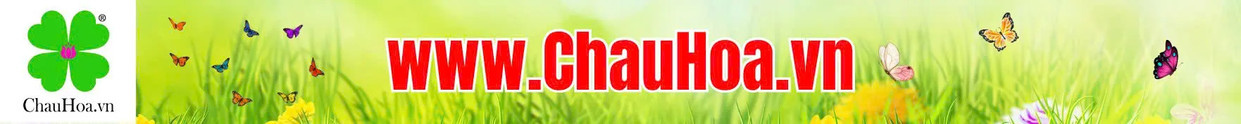 Chậu trồng hoa, chậu hoa