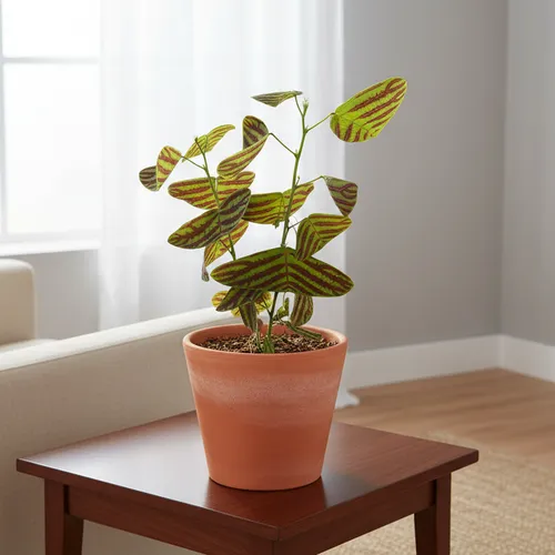 🧑‍🌾Cây Bướm Xuân - Chậu Hoa Để Bàn Dễ Thương, Độc Lạ Không Đụng Hàng!