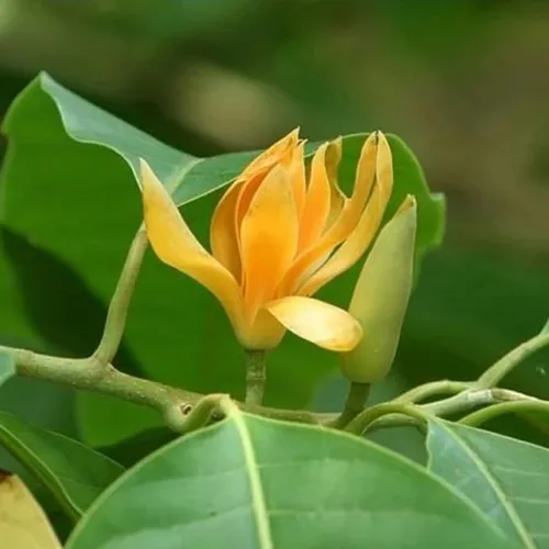 🌼 CÂY NGỌC LAN VÀNG – HOA THƠM NGỌT, GIÁ TRỊ LÂU DÀI!