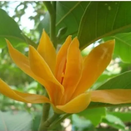 🌼 CÂY NGỌC LAN VÀNG – HOA THƠM NGỌT, GIÁ TRỊ LÂU DÀI!