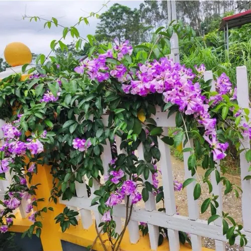 🌸 CÂY GIỐNG HOA LAN TỎI – HOA ĐẸP, HƯƠNG NỒNG XUA MUỖI TỰ NHIÊN!