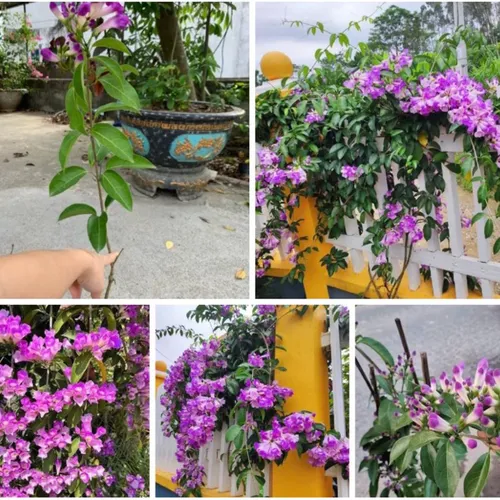 🌸 CÂY GIỐNG HOA LAN TỎI – HOA ĐẸP, HƯƠNG NỒNG XUA MUỖI TỰ NHIÊN!