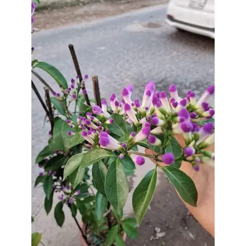 🌸 CÂY GIỐNG HOA LAN TỎI – HOA ĐẸP, HƯƠNG NỒNG XUA MUỖI TỰ NHIÊN!