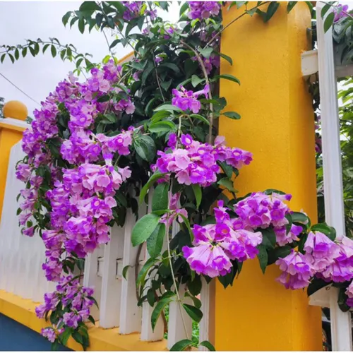 🌸 CÂY GIỐNG HOA LAN TỎI – HOA ĐẸP, HƯƠNG NỒNG XUA MUỖI TỰ NHIÊN!