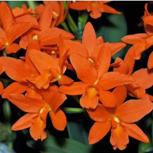 🌸 CÂY GIỐNG HOA LAN CATT ĐÀI – CATTLEYA YOUNGMINT SIÊNG HOA, BỀN SẮC!