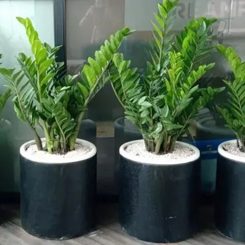 🌿 CHẬU XI MĂNG TRÒN – CHẬU ĐÁ MÀI- LỰA CHỌN TỐI GIẢN, BỀN ĐẸP CHO KHÔNG GIAN XANH!