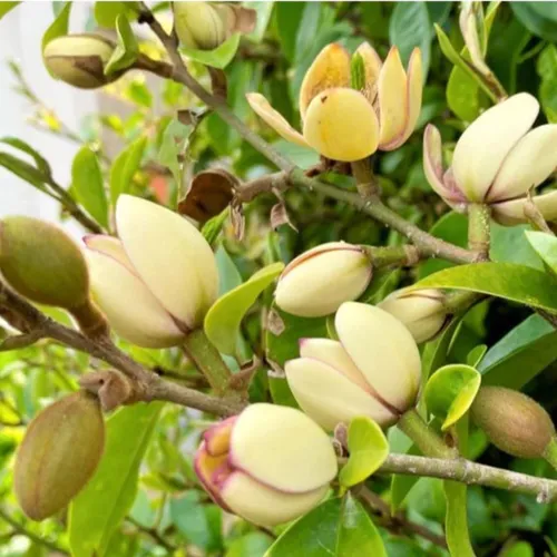 🌿 CÂY GIỐNG HOA LAN TIÊU BẦU BÁT – DỄ TRỒNG, SỐNG KHỎE, HOA THƠM QUYẾN RŨ!