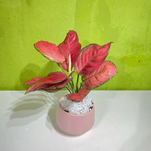 💧🌼Bí Mật về Cây Vạn Lộc - Chậu Hoa Để Bàn Phong Thủy Không Phải Ai Cũng Biết!