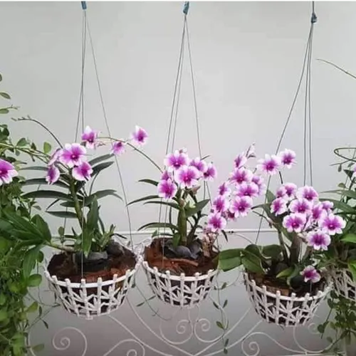 💜 CÂY LAN TÍM DENDRO MINI – SIÊNG HOA, DỄ TRỒNG, ĐẸP QUANH NĂM!