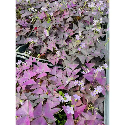 🌸Tại Sao Chậu Bướm Đêm Lại Là Chậu Hoa Để Bàn DỄ THƯƠNG Được Săn Lùng Nhất?