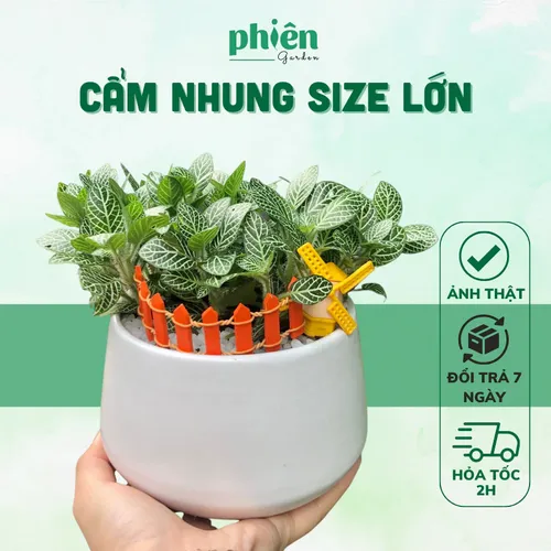 🌼Chậu Hoa Để Bàn Cẩm Nhung: Món Quà TẶNG Ý Nghĩa Cho Người Bạn Yêu Thương.