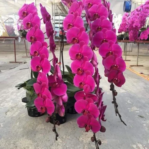 👑 LAN HỒ ĐIỆP HOA ĐẠI ĐÀI LOAN – SANG TRỌNG, BỀN ĐẸP, MAY MẮN!