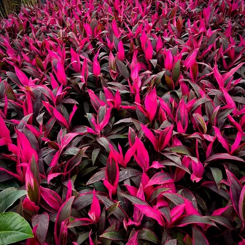 💔Cây Phát Tài Lá Đỏ: Chậu Cây Ban Công Đẹp Khiến Hàng Xóm PHÁT HỜN!