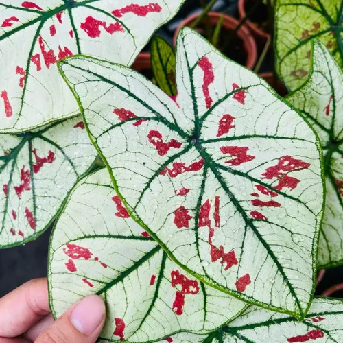 🌿Môn Dâu Tây 10cm- Chậu hoa cây cảnh nghệ thuật siêu xinh!