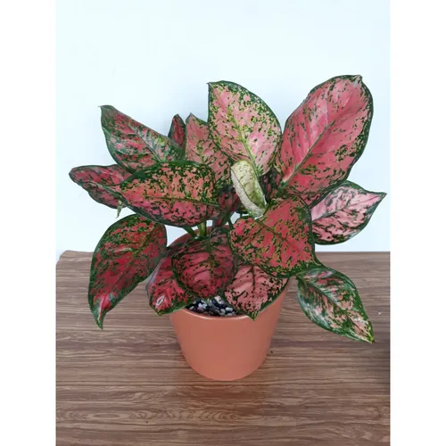  🌿Chậu Hoa Để Bàn Vạn Lộc Giúp ĐỔI VẬN: BÍ MẬT Này 97% Người Không Biết!