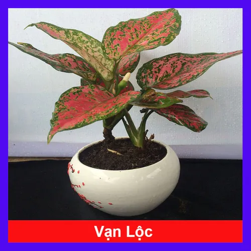  🌿Chậu Hoa Để Bàn Vạn Lộc Giúp ĐỔI VẬN: BÍ MẬT Này 97% Người Không Biết!