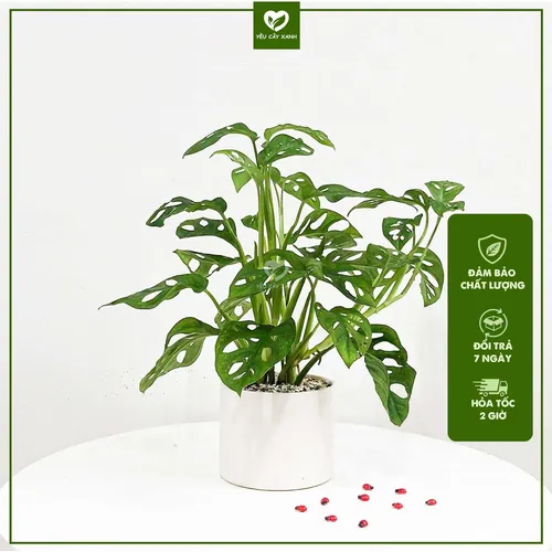 🍃🌸Chậu Hoa Để Bàn: Bí Mật Giúp Gia Chủ THĂNG QUAN TIẾN CHỨC Không Ai Nói!