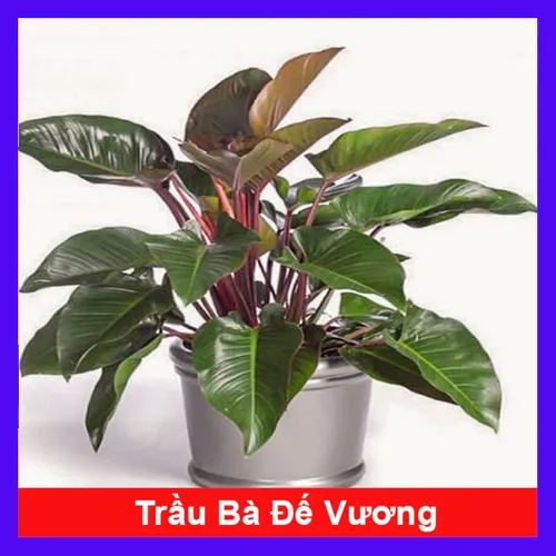 🌸Chậu Hoa Mini Trầu Bà Đế Vương: Tiền Vào Như Nước, Rước Lộc Về Nhà!