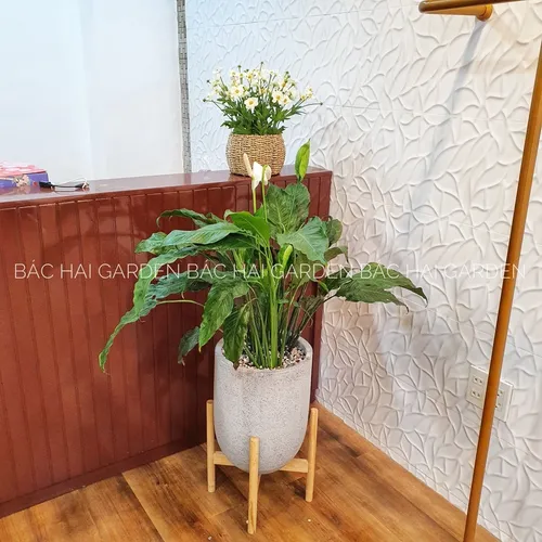🧑‍🌾Chậu Trồng Cây Xi Măng: 99% Kiến Trúc Sư Lựa Chọn Để Nâng Tầm Đẳng Cấp Nội Thất.
