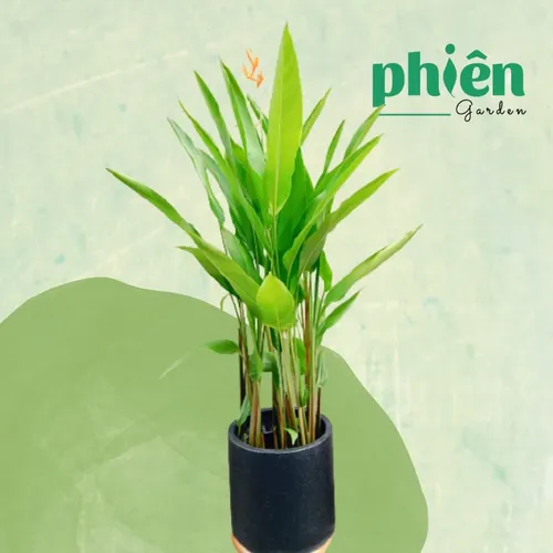 🌿Chậu Hoa Cây Cảnh Thiên Điểu: Bí Quyết Biến Văn Phòng Tẻ Nhạt Trở Nên SANG TRỌNG Tức Thì!