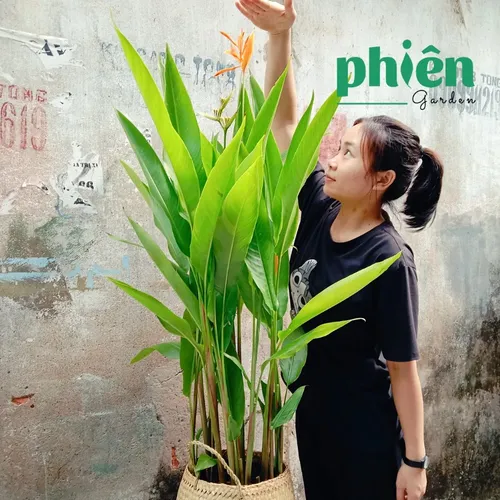 🌿Chậu Hoa Cây Cảnh Thiên Điểu: Bí Quyết Biến Văn Phòng Tẻ Nhạt Trở Nên SANG TRỌNG Tức Thì!