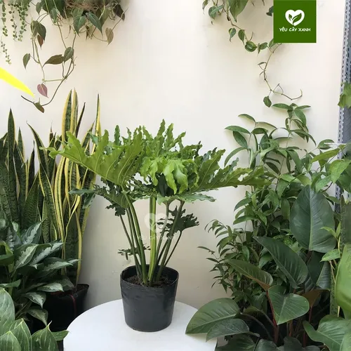 🌳Trầu Bà Thanh Xuân: Chậu Hoa Cây Cảnh Để Phòng Khách Giúp Gia Chủ PHẤT Lên.