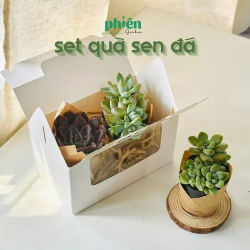 💔Set Quà Tặng Cây Sen Đá ĐỘC ĐÁO: Chậu hoa để bàn nhỏ xinh Thay Vạn Lời Nói!