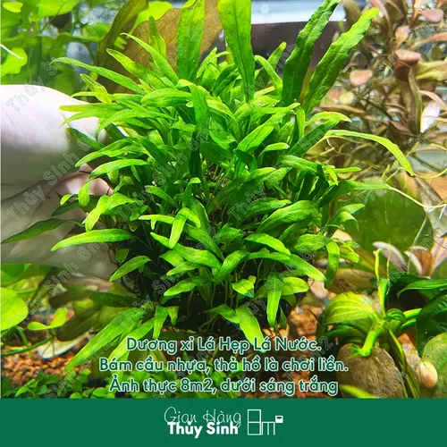 🌿Dương Xỉ Mỹ Nhân: Chậu Hoa Cây Cảnh Đẹp Thủy Sinh - Biến Bể Cá Thành Rừng Rậm!