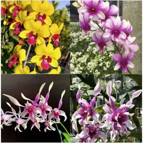 🌸 CÁC GIỐNG HOA LAN DỄ TRỒNG –  COMBO 8 Cây Dendro Mix!