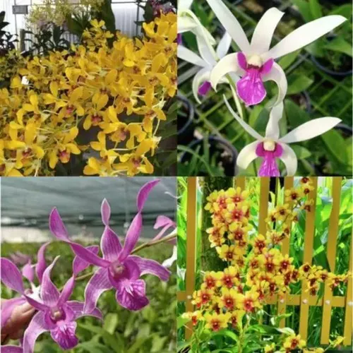 🌸 CÁC GIỐNG HOA LAN DỄ TRỒNG –  COMBO 8 Cây Dendro Mix!