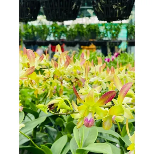 🌸 CÁC GIỐNG HOA LAN DỄ TRỒNG –  COMBO 8 Cây Dendro Mix!