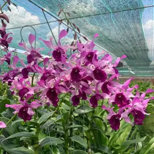 🌸 CÁC GIỐNG HOA LAN DỄ TRỒNG –  COMBO 8 Cây Dendro Mix!