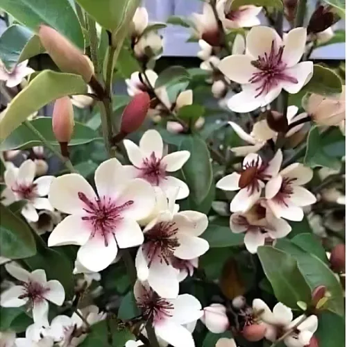 🌿 CÂY GIỐNG HOA LAN TIÊU BẦU BÁT – DỄ TRỒNG, SỐNG KHỎE, HOA THƠM QUYẾN RŨ!