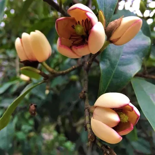 🌿 CÂY GIỐNG HOA LAN TIÊU BẦU BÁT – DỄ TRỒNG, SỐNG KHỎE, HOA THƠM QUYẾN RŨ!