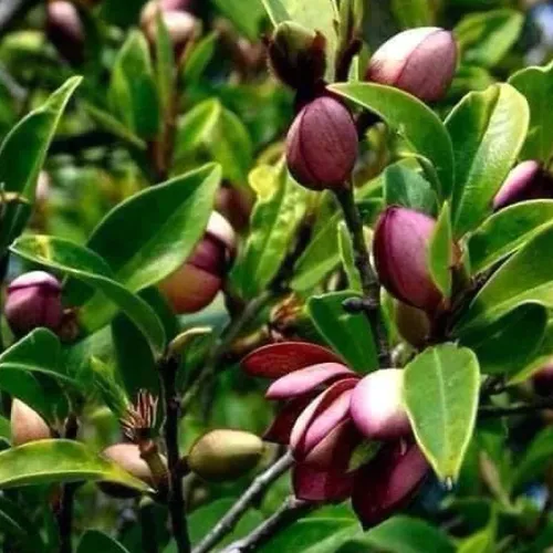 🌿 CÂY GIỐNG HOA LAN TIÊU BẦU BÁT – DỄ TRỒNG, SỐNG KHỎE, HOA THƠM QUYẾN RŨ!