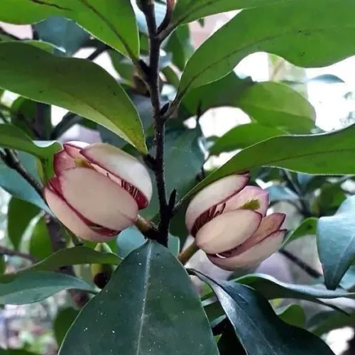 🌿 CÂY GIỐNG HOA LAN TIÊU BẦU BÁT – DỄ TRỒNG, SỐNG KHỎE, HOA THƠM QUYẾN RŨ!